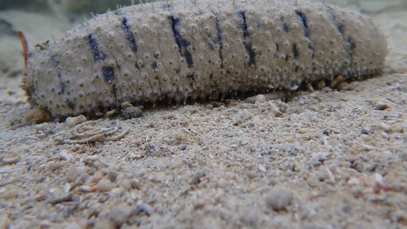 Grey sandfish sea cucumber with dark crosswise bands lying on sand