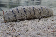 Grey sandfish sea cucumber with dark crosswise bands lying on sand