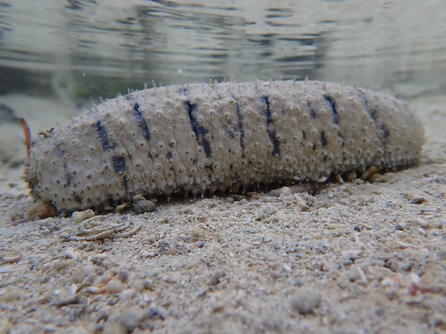 Sandfish Sea Cucumber