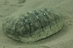 Greenish sandfish sea cucumber with a wrinkled back resting on silty sand