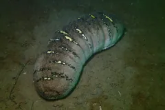 Banded sandfish sea cucumber curving across a dark sandy sea floor
