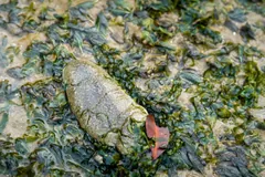 Sandfish sea cucumber lying among green seagrass in shallow water