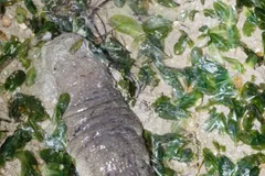 Pale sandfish sea cucumber stretched over a bed of short seagrass