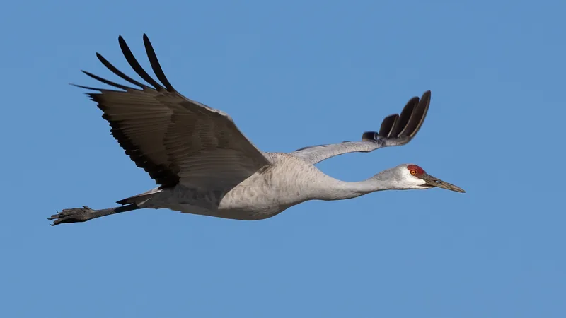 Sandhill crane flying with neck and legs outstretched against blue sky
