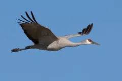 Sandhill crane flying with neck and legs outstretched against blue sky