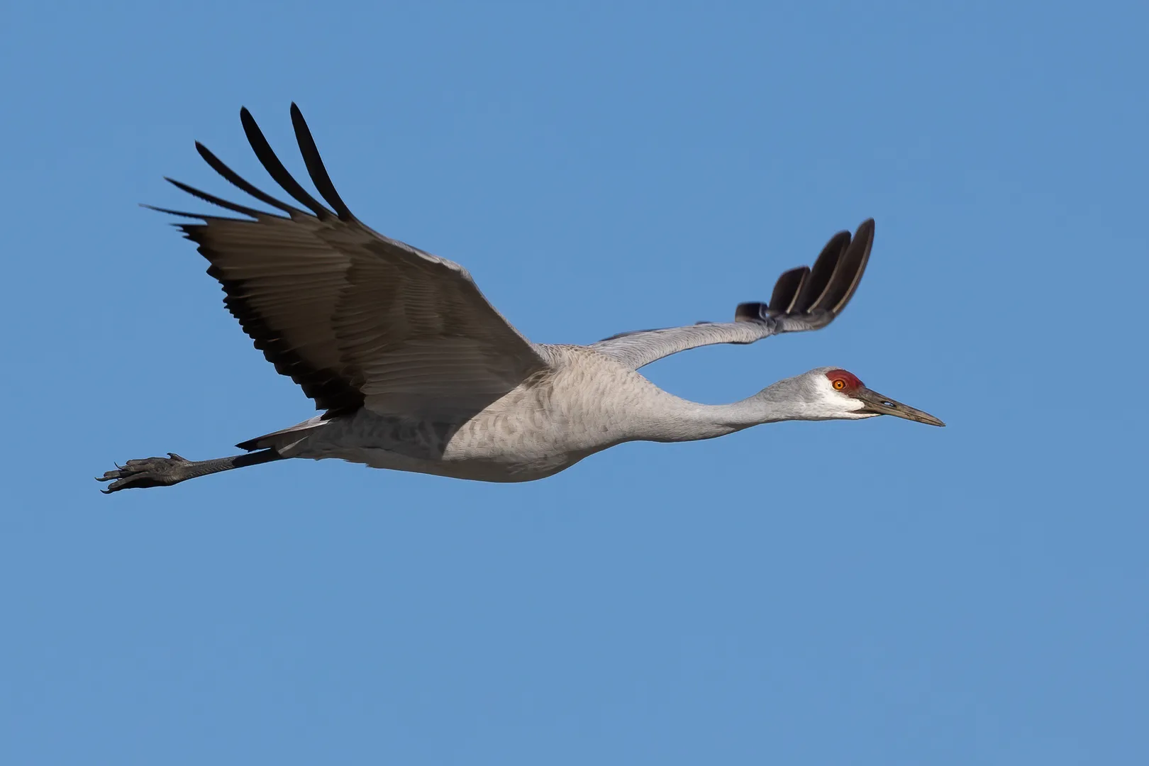 Sandhill crane flying with neck and legs outstretched against blue sky