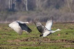 Two sandhill cranes with wings raised as they land in a green field
