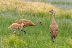Adult sandhill crane in grass beside two tawny chicks