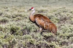 Sandhill crane with rusty brown body feathers walking through low scrub