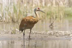 Sandhill crane wading in shallow water at the edge of a marsh