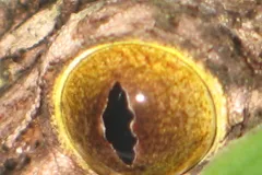 Satanic Leaf-Tailed Gecko in natural habitat