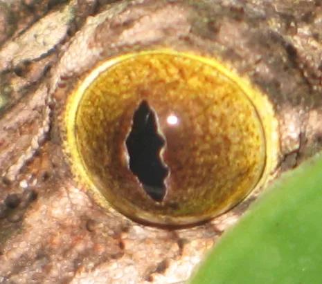 Satanic Leaf-Tailed Gecko in natural habitat