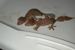 Satanic Leaf-Tailed Gecko in natural habitat