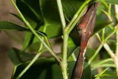 Satanic Leaf-Tailed Gecko in natural habitat