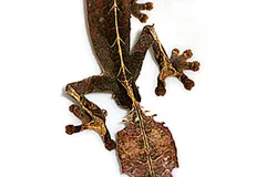 Satanic Leaf-Tailed Gecko in natural habitat