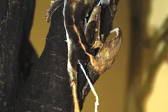 Satanic Leaf-Tailed Gecko in natural habitat