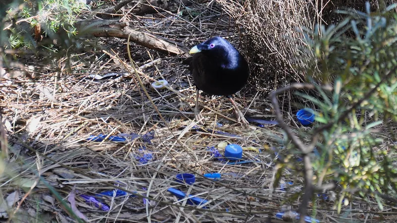 Satin Bowerbird in natural habitat