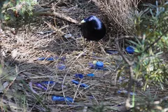 Satin Bowerbird in natural habitat