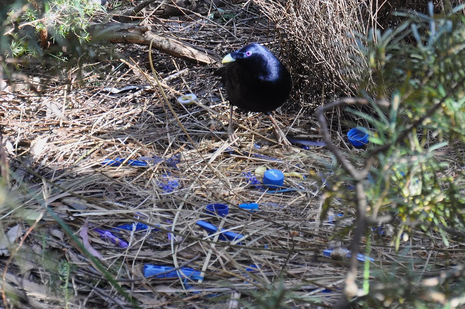 Satin Bowerbird in natural habitat