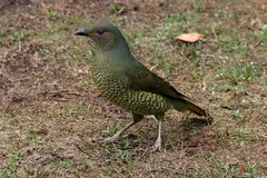 Satin Bowerbird in natural habitat