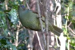 Satin Bowerbird in natural habitat