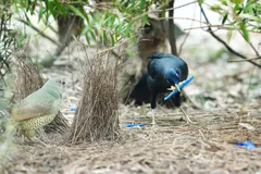 Male Satin Bowerbird displaying glossy plumage