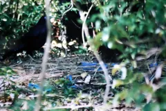 Female Satin Bowerbird in Australian rainforest