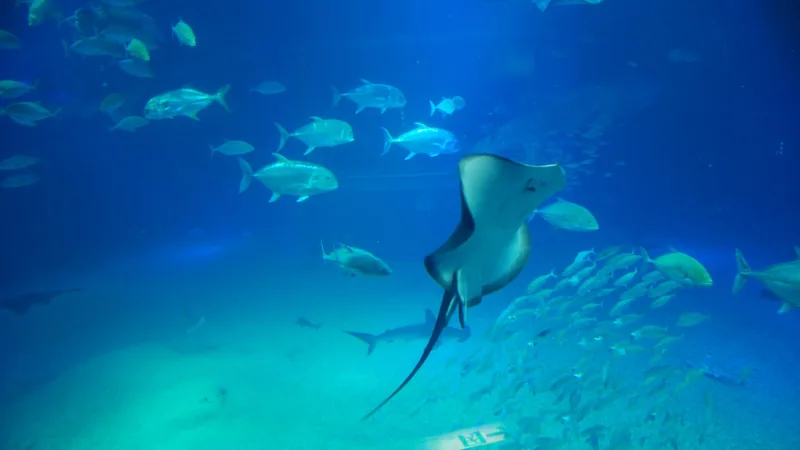 Scalloped Hammerhead in natural habitat