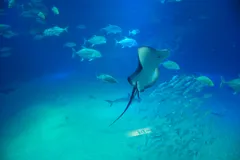 Scalloped Hammerhead in natural habitat