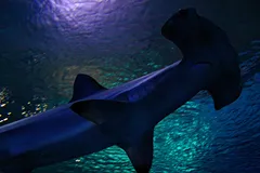 Scalloped Hammerhead in natural habitat