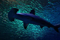 Scalloped Hammerhead in natural habitat