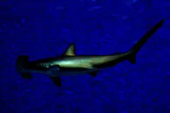 Scalloped Hammerhead in natural habitat