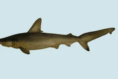 Scalloped Hammerhead in natural habitat