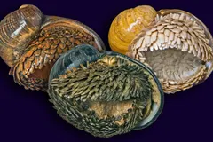 Scaly-foot Snail (Chrysomallon squamiferum) photographed in wild deep-sea bathypelagic zone