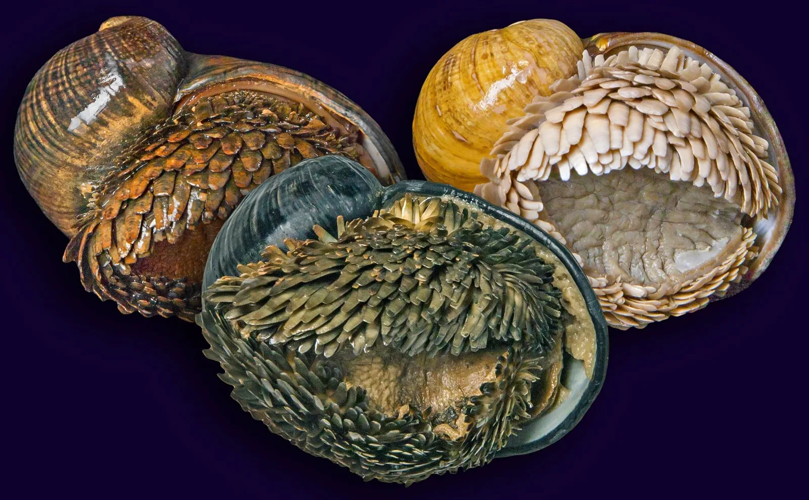 Scaly-foot Snail (Chrysomallon squamiferum) photographed in wild deep-sea bathypelagic zone