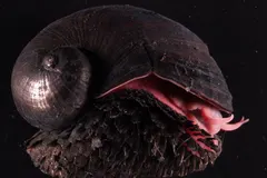 Scaly-foot Snail (Chrysomallon squamiferum) photographed in wild deep-sea bathypelagic zone
