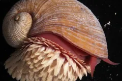 Scaly-foot Snail (Chrysomallon squamiferum) photographed in wild deep-sea bathypelagic zone