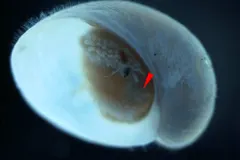 Scaly-foot Snail (Chrysomallon squamiferum) photographed in wild deep-sea bathypelagic zone