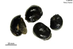 Scaly-foot Snail (Chrysomallon squamiferum) photographed in wild deep-sea bathypelagic zone