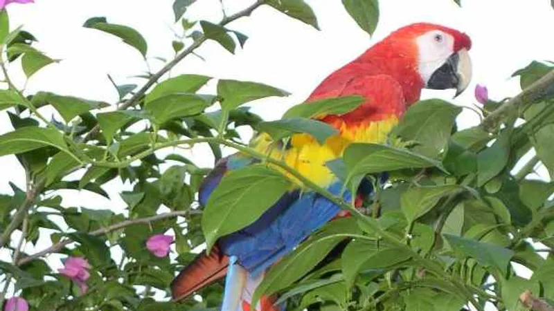 scarlet macaw in natural habitat