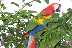 scarlet macaw in natural habitat