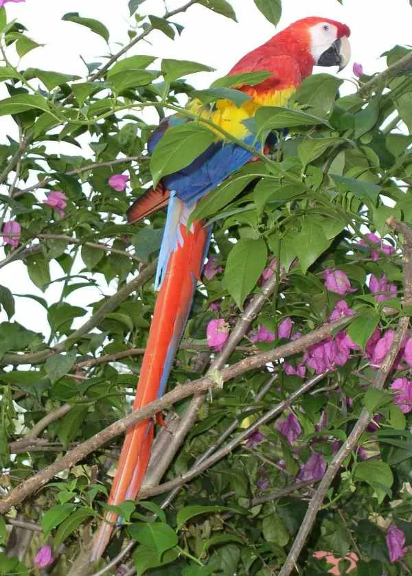 scarlet macaw in natural habitat