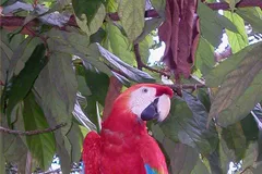 scarlet macaw in natural habitat