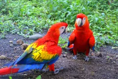 scarlet macaw in natural habitat