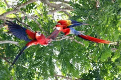 scarlet macaw in natural habitat