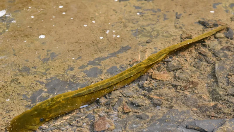 Olive-brown sea lamprey stretched out over the sandy bed of a shallow stream