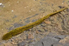Sea Lamprey