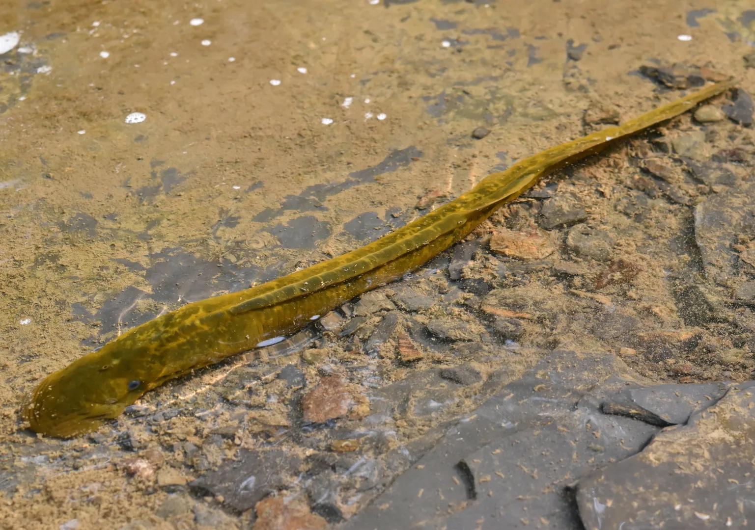 Olive-brown sea lamprey stretched out over the sandy bed of a shallow stream