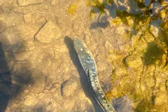 Mottled sea lamprey swimming upstream through clear shallow water over flat stones