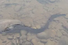 Dark sea lamprey curving across the rounded stones of a clear streambed